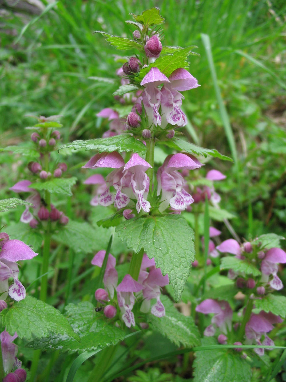 Lamium maculatum - Ajuga reptans - Musacari neglectum